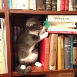 Cat in stacks